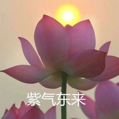 当朝一品手游(暂未上线)v1.0.0 安卓最新版